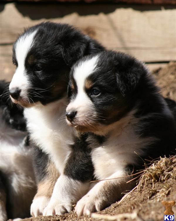 Australian Shepherd Puppies